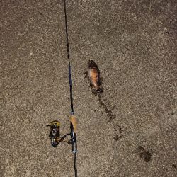 今夜もメバル釣り。