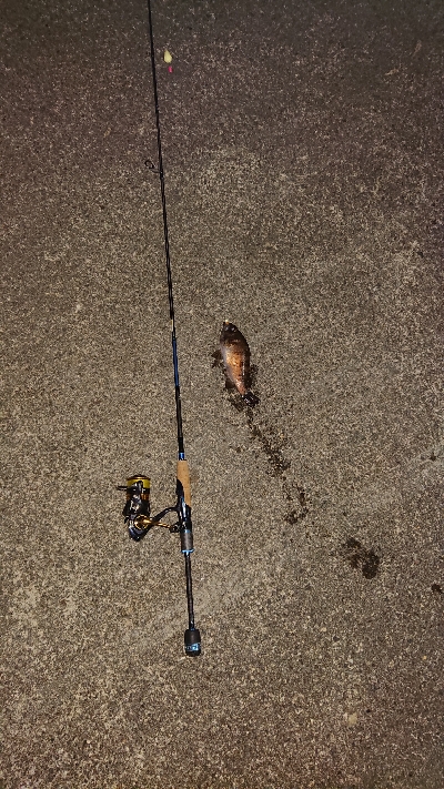 今夜もメバル釣り。