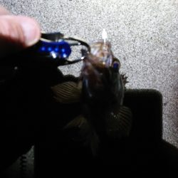 今夜もいつものポイントへ。