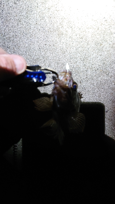 今夜もいつものポイントへ。