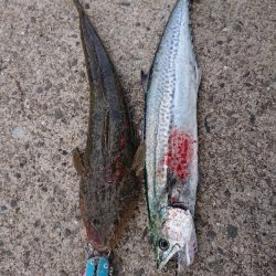 太刀魚狙いですが…