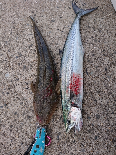 太刀魚狙いですが…