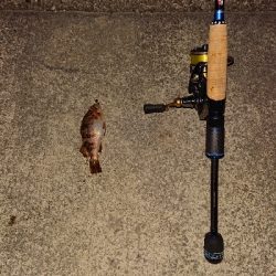 今日は厳しい。