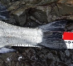 県南地磯でヒラスズキ