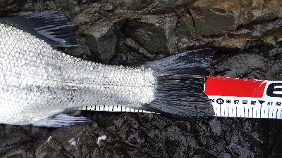 県南地磯でヒラスズキ