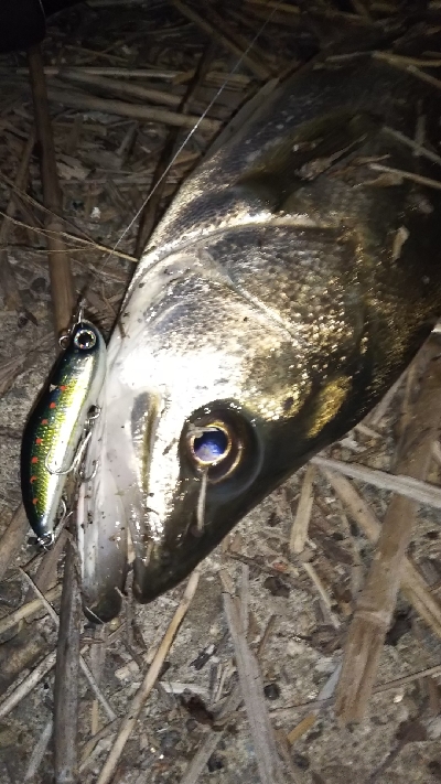 シャローで狙い打ち