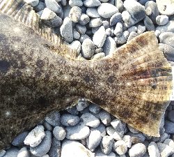 今年初のフラットが自己記録更新サイズ