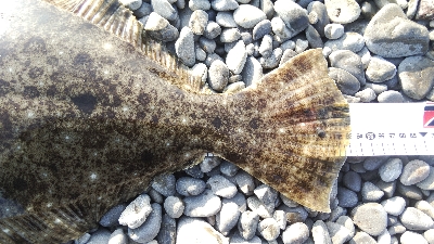 今年初のフラットが自己記録更新サイズ