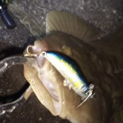 引き潮フィーバー