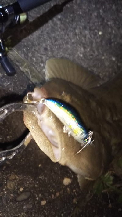 引き潮フィーバー