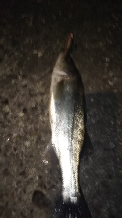 クリアウォーター