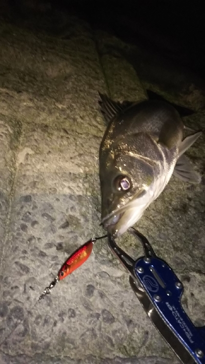 シーバス釣り！