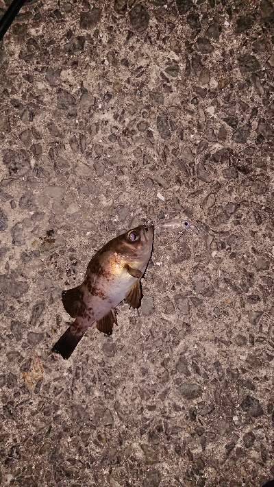 渋いとは分かってても