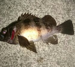 爆風メバリング