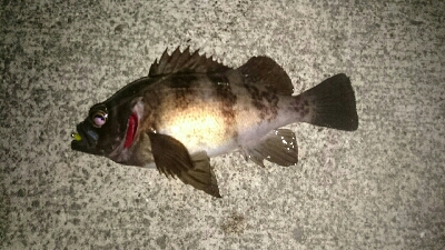 爆風メバリング