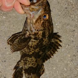 メバリング修行