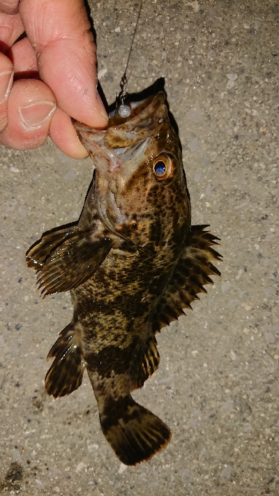 メバリング修行