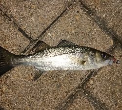 メバリング修行