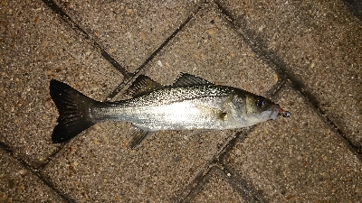 メバリング修行