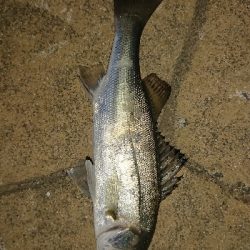 アジング修行in鳥取