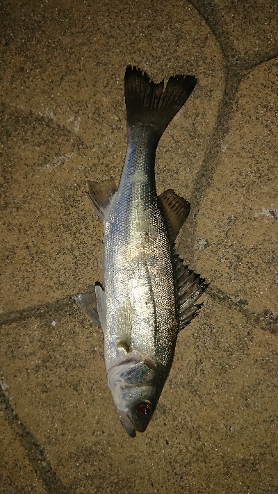 アジング修行in鳥取