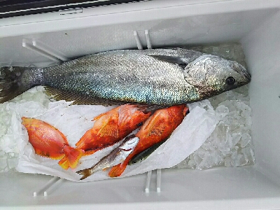 3/10ジギング釣り果