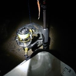 久し振りの良型アジ~