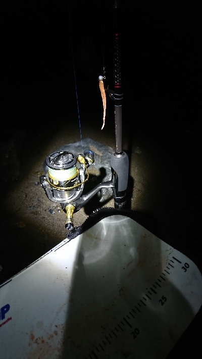 久し振りの良型アジ～