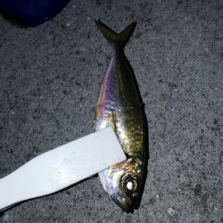 メバリングなのに