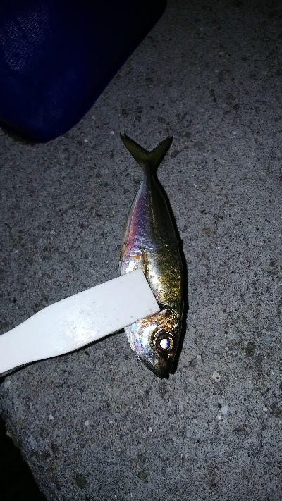 メバリングなのに