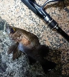 強風メバリング