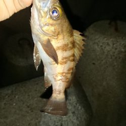 釣り部  釣行記  28