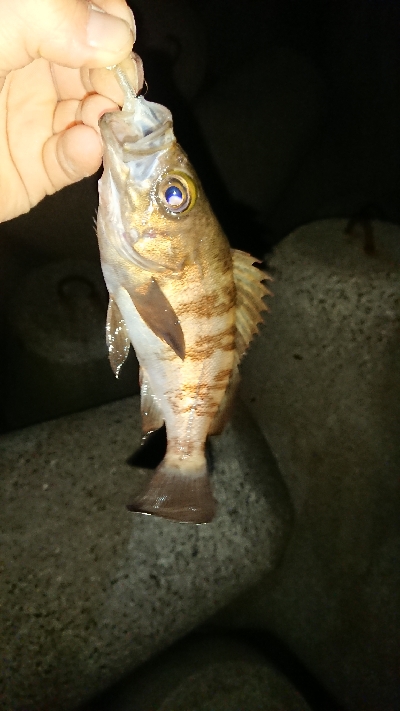 釣り部  釣行記  28