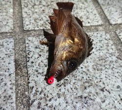 メバリング 活性上がってます!