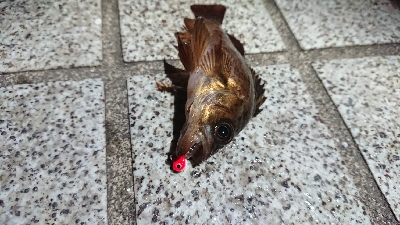 メバリング 活性上がってます！