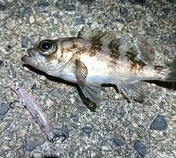 宇品島でメバリング!