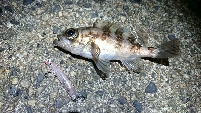 宇品島でメバリング！