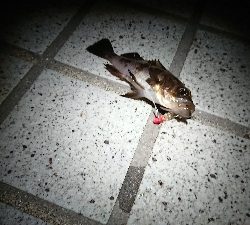 メバリング、肌寒い