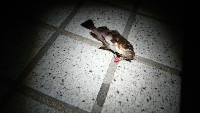 メバリング、肌寒い