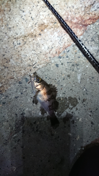 ジアイは一瞬！