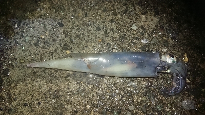 ヤリイカだぜヤリー