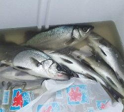 ヒラセイゴラッシュ！！