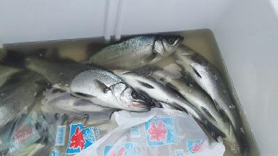 ヒラセイゴラッシュ！！