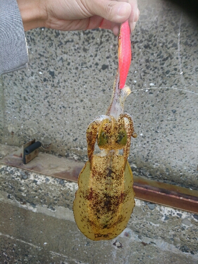 かなり久しぶりです。