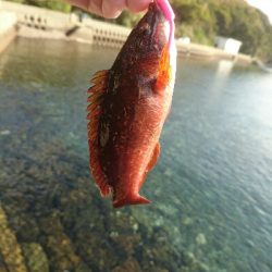 でかメバル！？