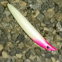 真夜中のヒラスズキ