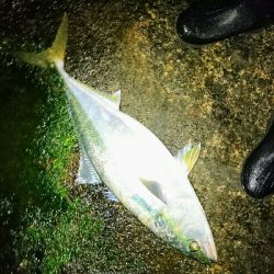 のっこみシーズン到来❗青物、ヒラスズキゲット