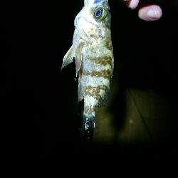 連日のメバリング