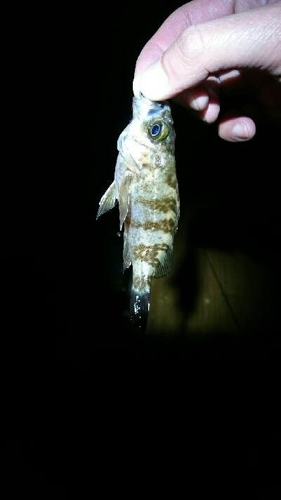 連日のメバリング