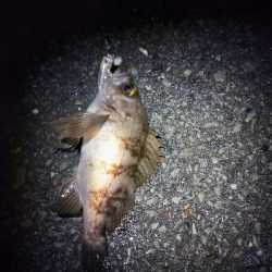 メバルプラッキング